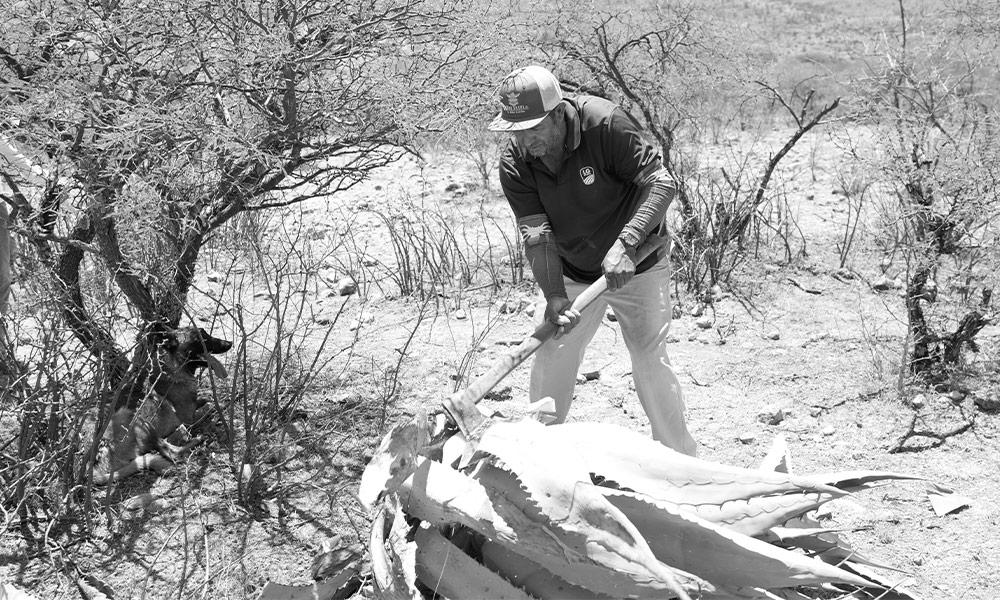 Maguey Spirits
